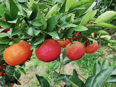媛红桠柑
