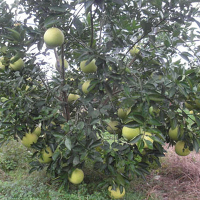 安农无核蜜香柚结果状