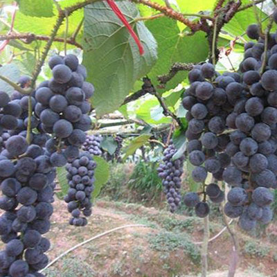 芷江高山葡萄