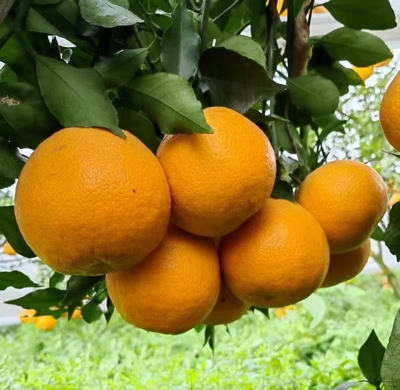 阿蜜达（爱媛46）