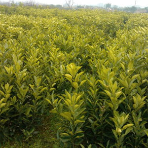 安农无核蜜香柚