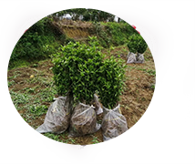 ABUIABAEGAAg7MqVxQYohMCYbTCtATitAQ