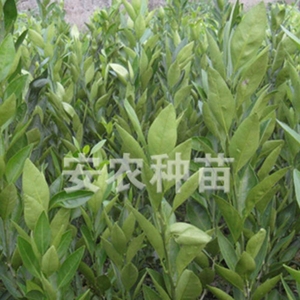大分一号特早熟蜜桔苗