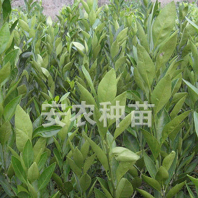 大分一号特早熟蜜桔苗