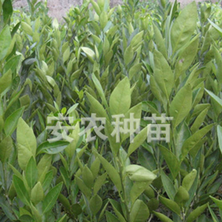 大分一号特早熟蜜桔苗