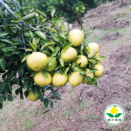 黄金贡柚