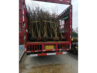 黄金蜜李大树发货中