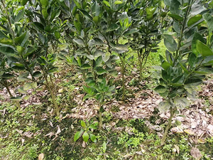冰糖柚定植大苗