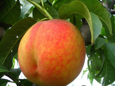 澳引一号早黄桃